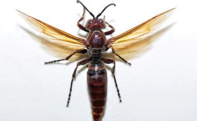 中長腳蜂|Polistes gigas (Körby & Spence, 1826) 